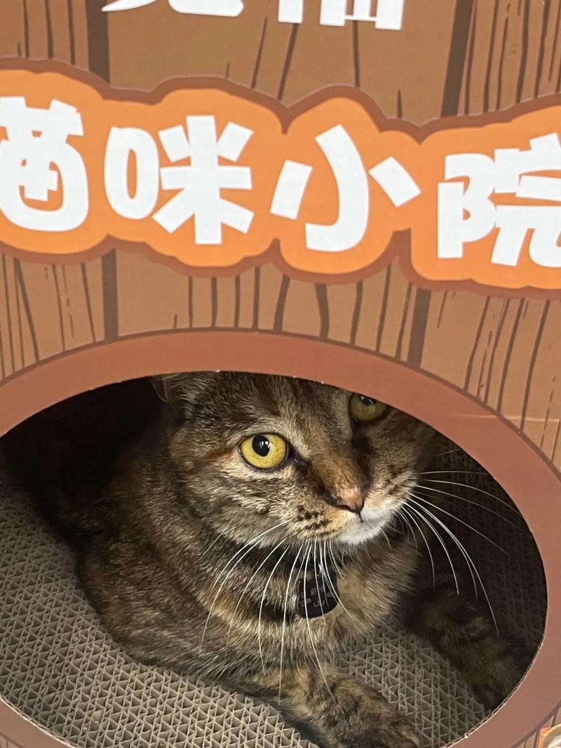 猫咪小院安卓版截图