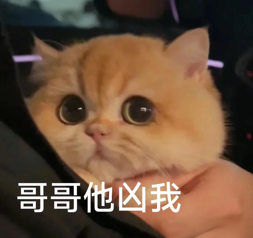 他凶我的时候我愣住了表情包截图