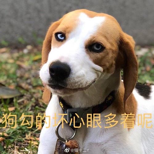 小狗勾坏心眼多着呢表情截图