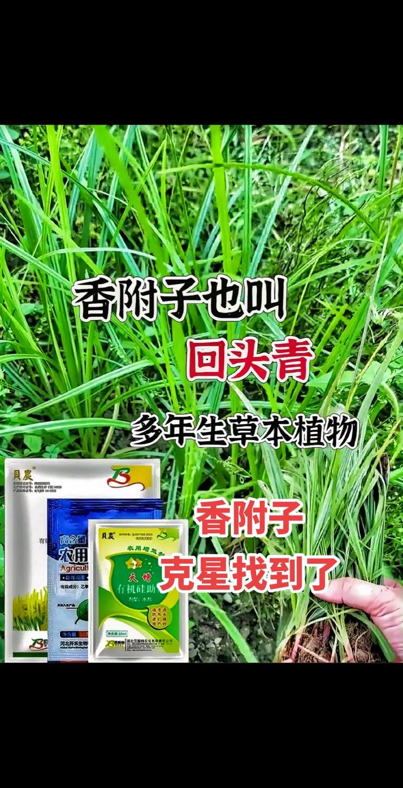 草王除草破解版截图