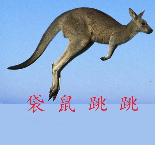 袋鼠跳跳跳截图