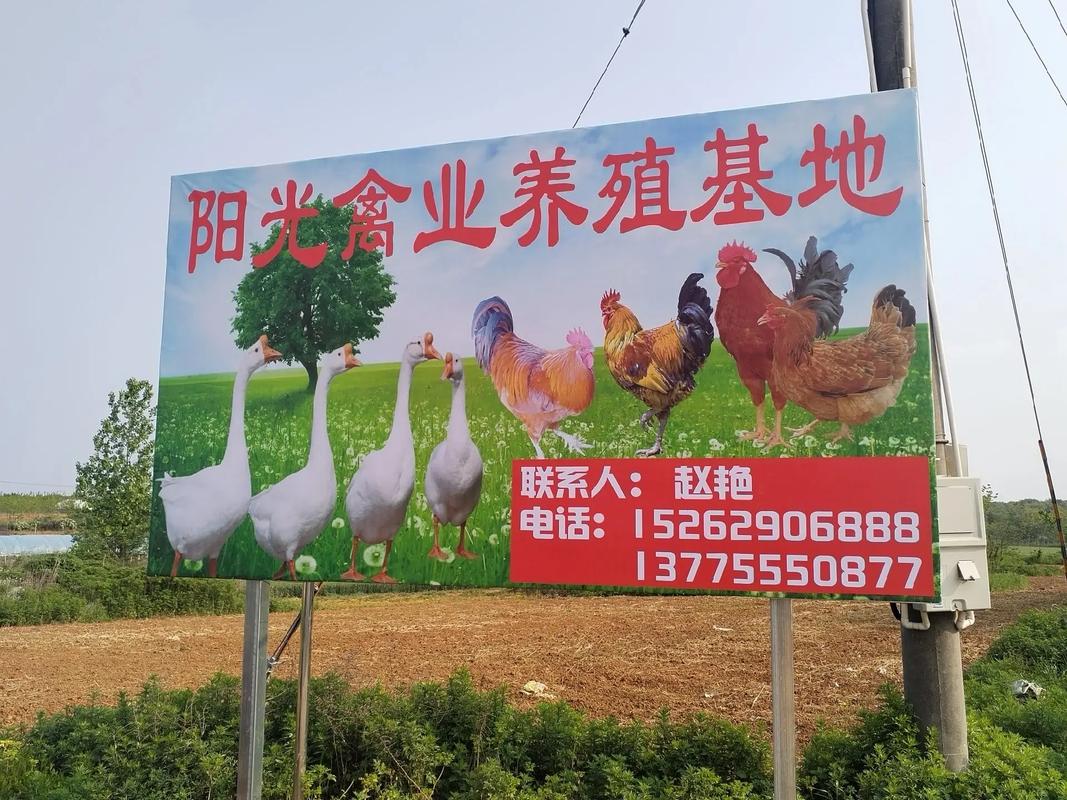 阳光鹅场截图