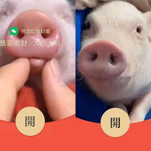猪猪米多多红包图标