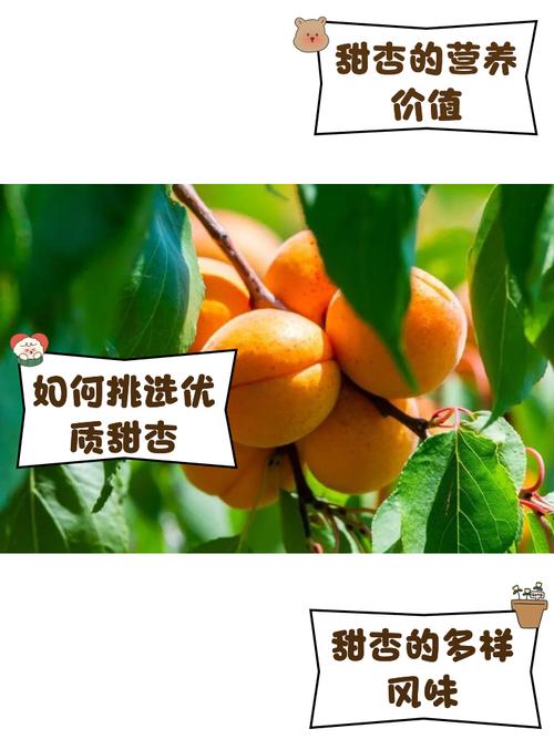 甜杏视频2.0.3截图