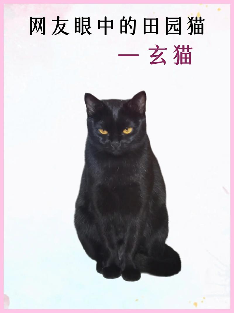玄猫漫画1.1.0纯净版截图