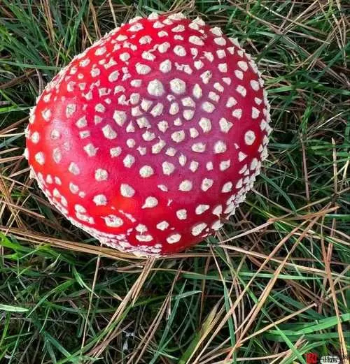 蘑菇logo老版红色蓝莓视频