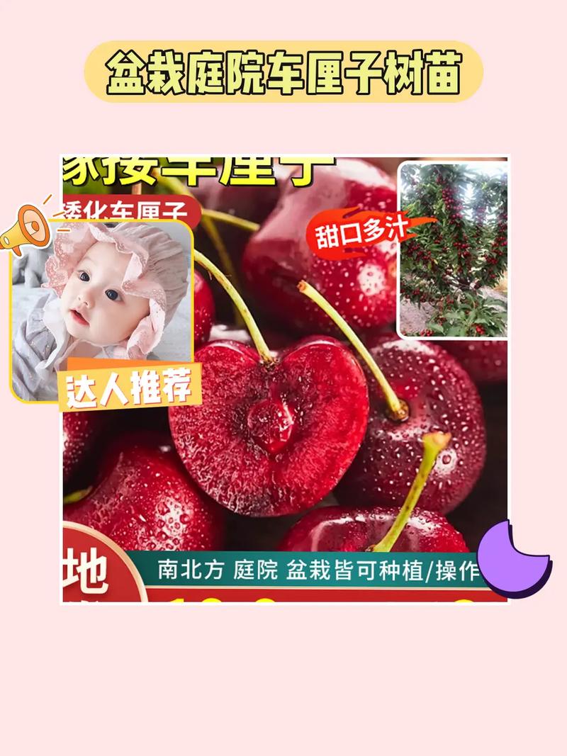 糖心樱桃改名叫什么了啊加速永久缩略图