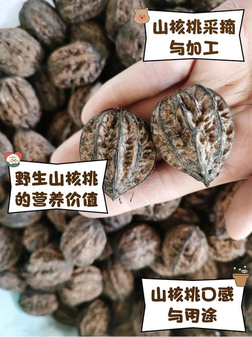 野生核桃怎么打开视频截图