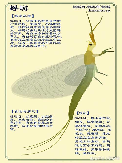蜉蝣汉化手机版图标