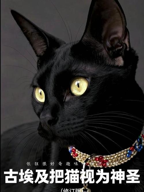 埃及猫原版视频完整版黑色版免墙版截图
