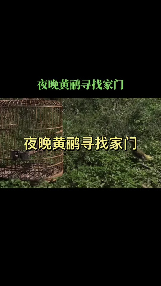 暗区黄鹂鸟直装科技截图