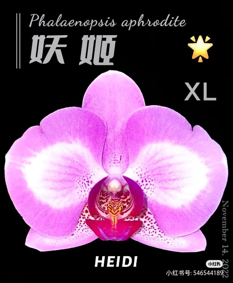 妖姬TV官网