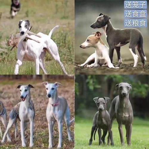 细狗逮兔子视频截图