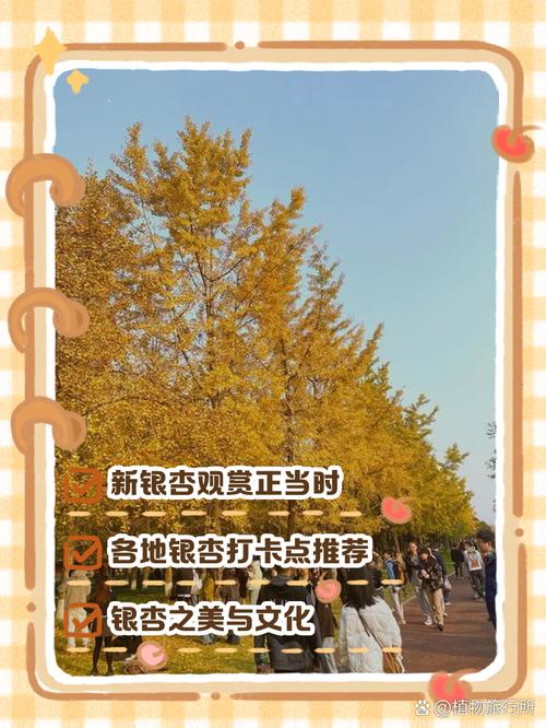新银杏在线观看免费播放电视剧截图