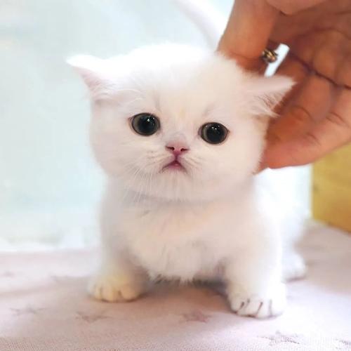 小奶猫直播官方正版免费截图