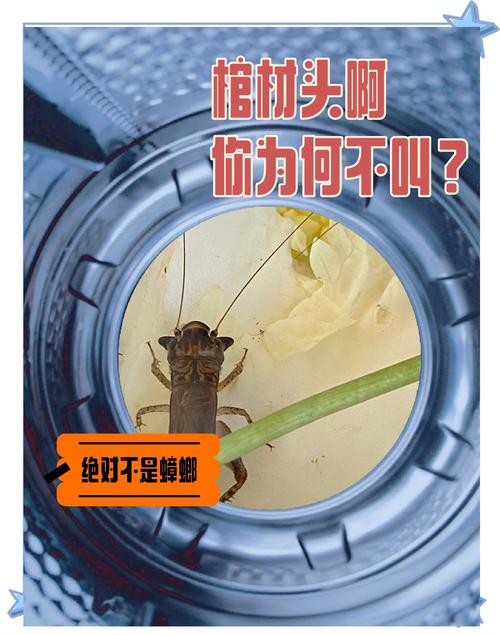 斗蛐蛐视频播放流鼻血版本截图