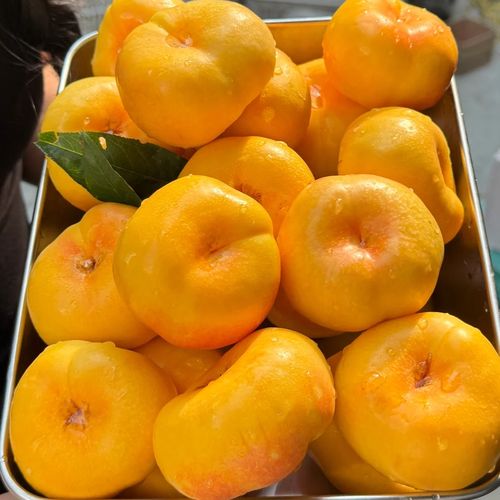 桃子移植100款黄油下载截图