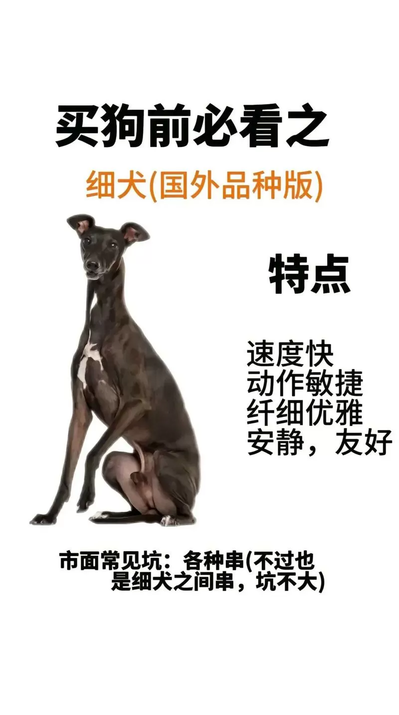 细狗app改名叫啥了图标