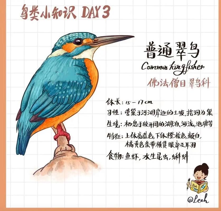 翠鸟阅读理解及答案黑色版免墙版截图