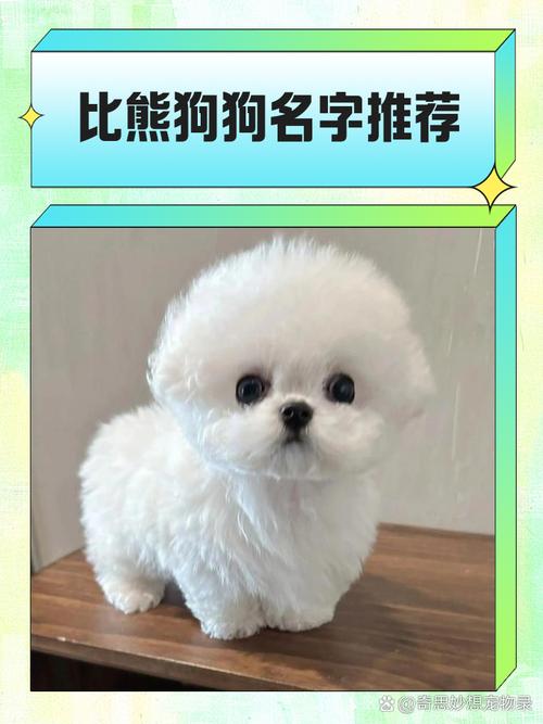 比熊漫画新版本叫什么名字中文字幕截图