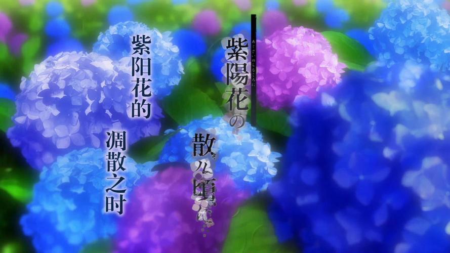 紫阳花の凋落樱花动漫截图