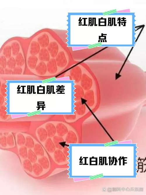 白肌肉和红肌肉的区别
