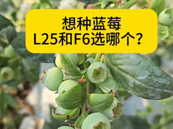 f6蓝莓和l25蓝莓的区别截图