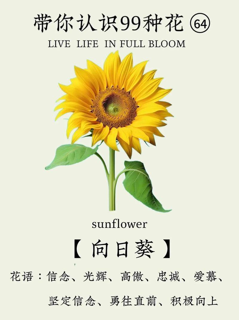 送向日葵花的寓意是什么意思加速永久截图