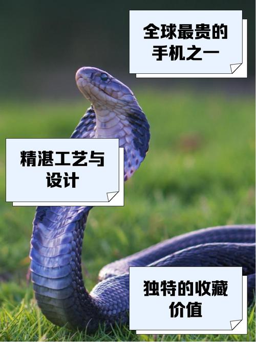 毒蛇加速器官方下载手机版永久免费版截图