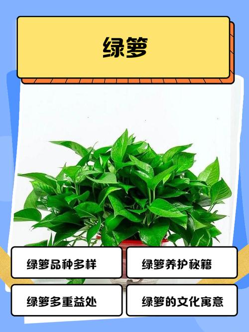 绿萝视频截图