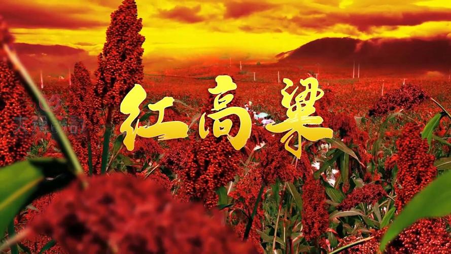 红高粱直播截图