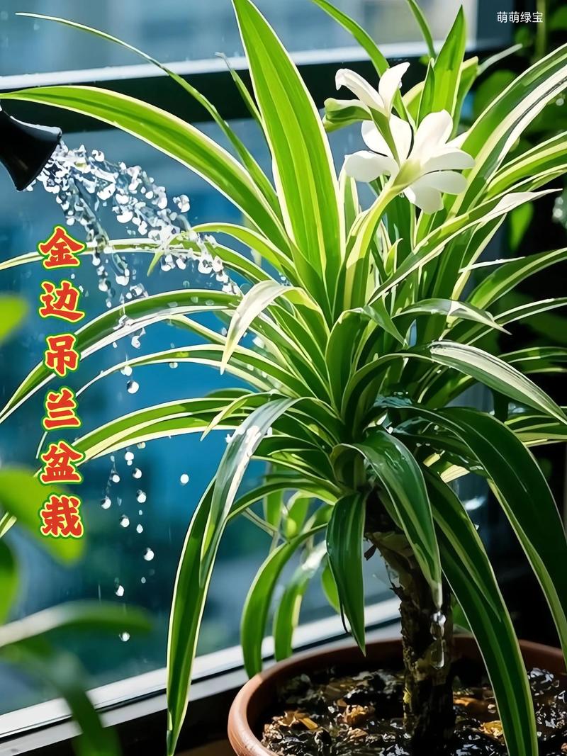吊兰网手机版图标