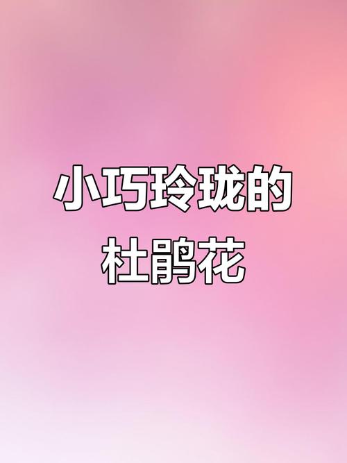小杜鹃app官方版游戏截图