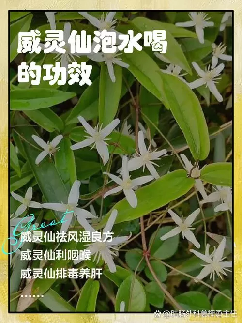 威灵仙泡水喝的功效