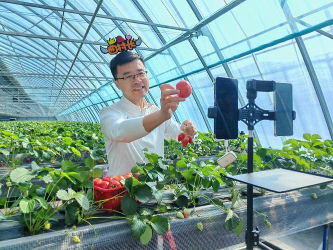 草莓app直播免费视频截图