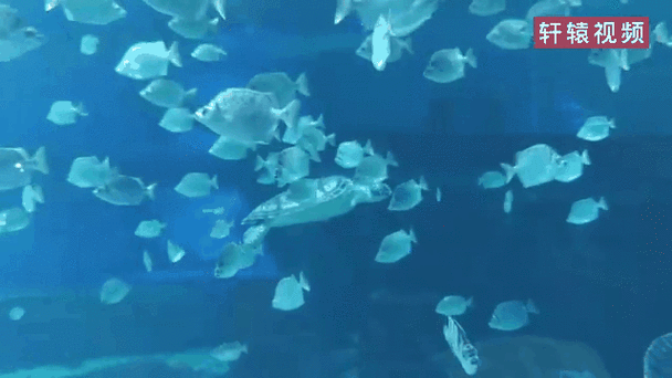 水族馆动态壁纸汉化版截图