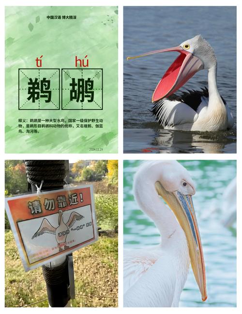 鹈鹕怎么读截图