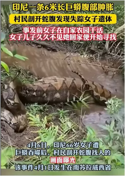 巨蟒吞噬沙滩4个美女