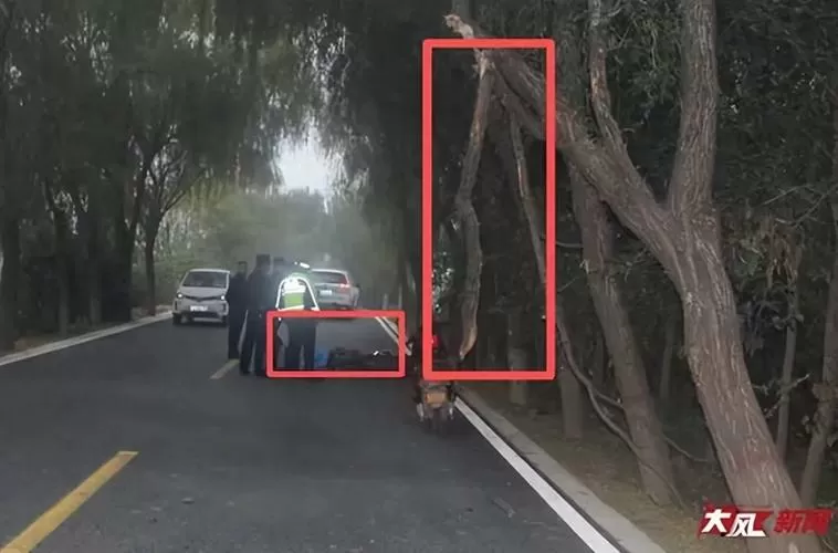 女教师骑车上班撞树枝身亡截图