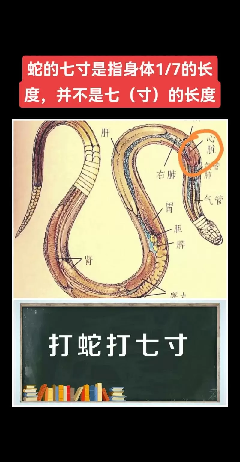 为什么打蛇打七寸是指蛇的哪个部位游戏截图