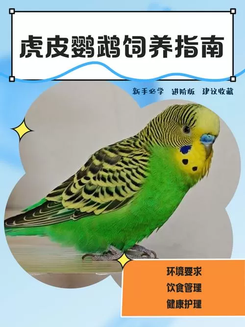 同一窝的虎皮鹦鹉可以繁殖吗
