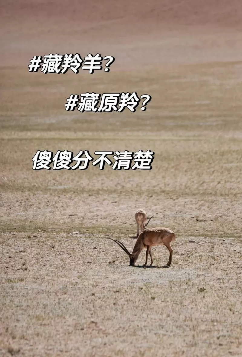 藏羚羊和羚羊的区别截图