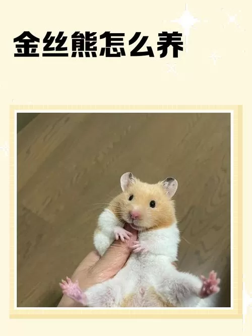 金丝熊多久成年图标