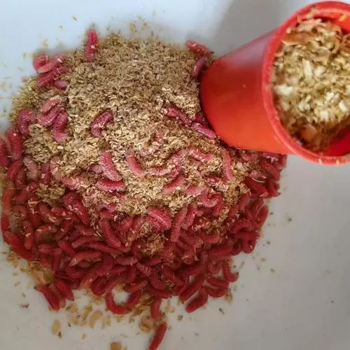 红色的钓鱼饵料是什么截图