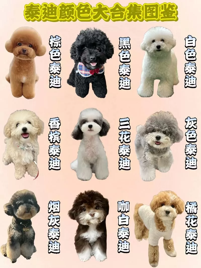 贵宾犬最稀有三个颜色截图