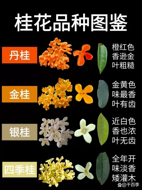 金桂和八月桂哪个贵截图